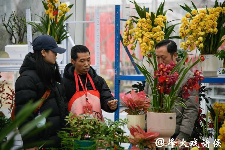 【城事】申城年宵花市场繁花竞艳 新中式花艺与进口新宠扮亮新春